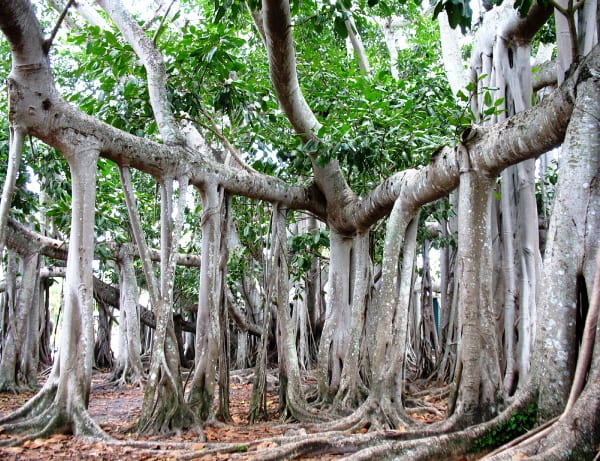 banyan-tree11